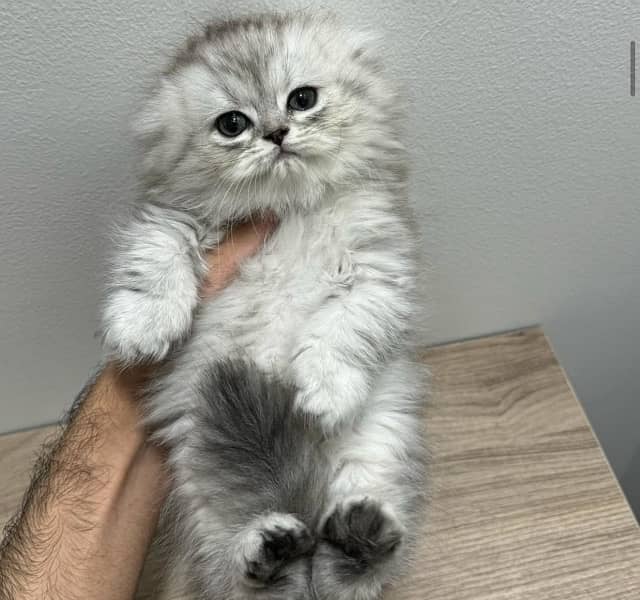 Imported Scottish Fold Kitten 3