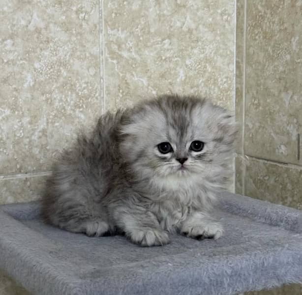 Imported Scottish Fold Kitten 0