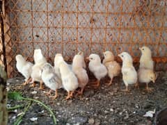 12 Aseel Chicks