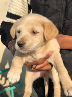 Labrador female available