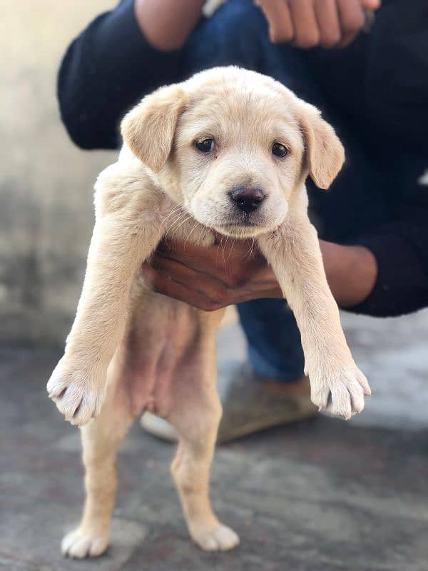 Labrador female available 1