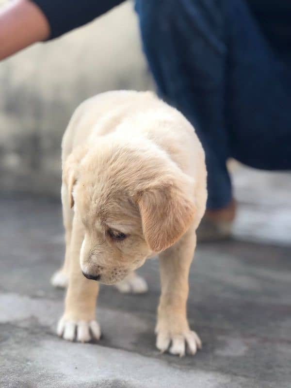 Labrador female available 2