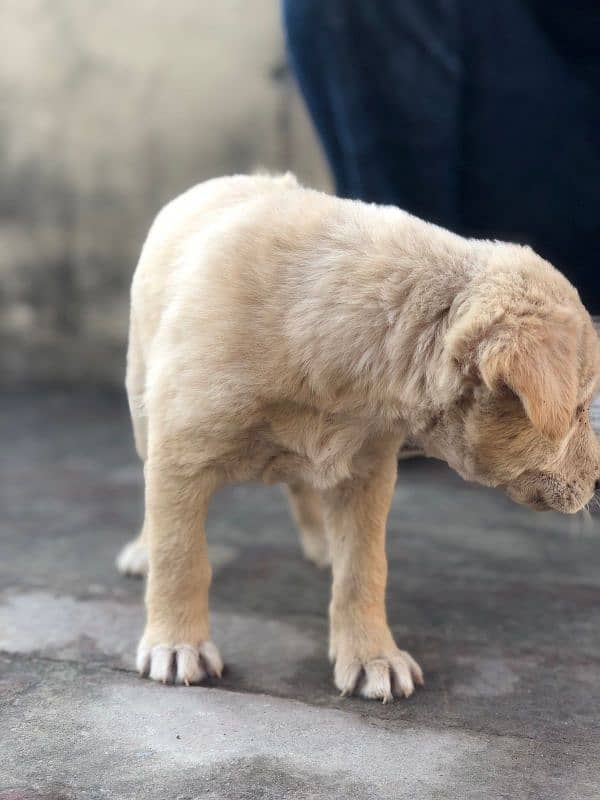 Labrador female available 3