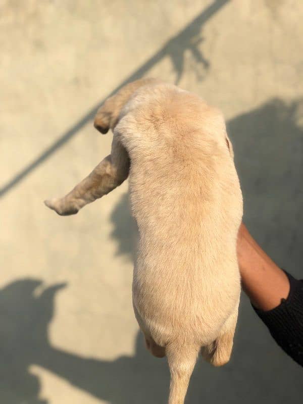 Labrador female available 4