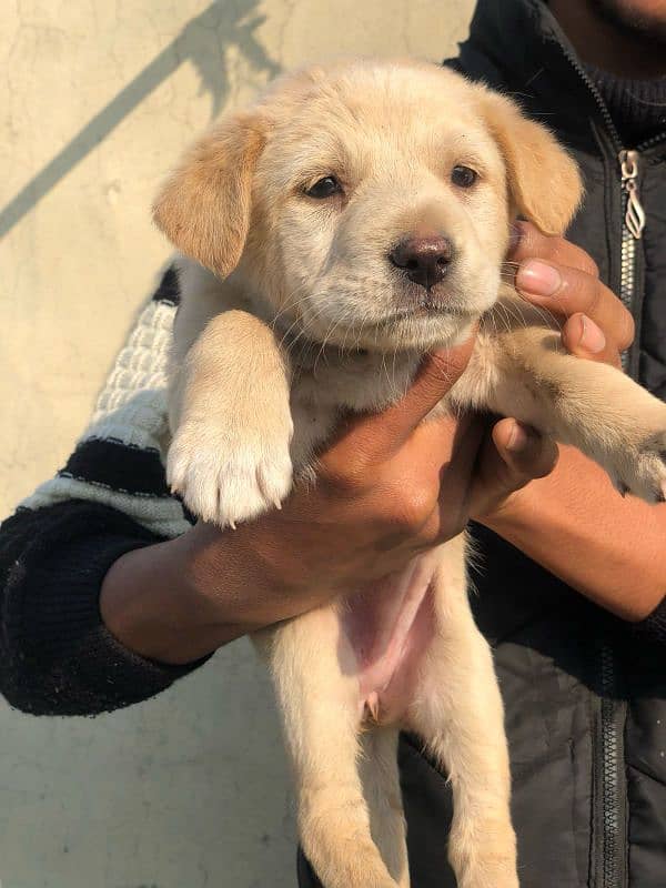 Labrador female available 5