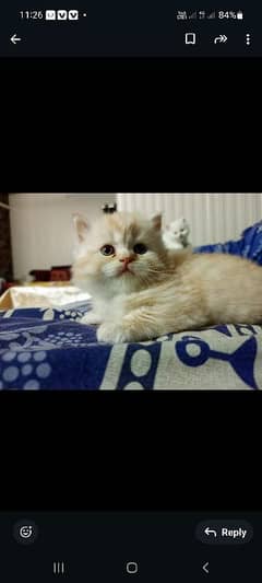 White Persian kittens 1 white and 1 fawn kitten pair available