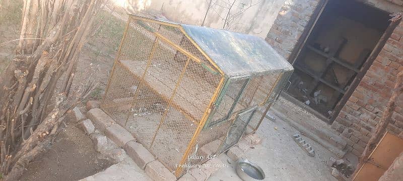 pigeons + birds + hens cage for sale and some pigeons for sale 0