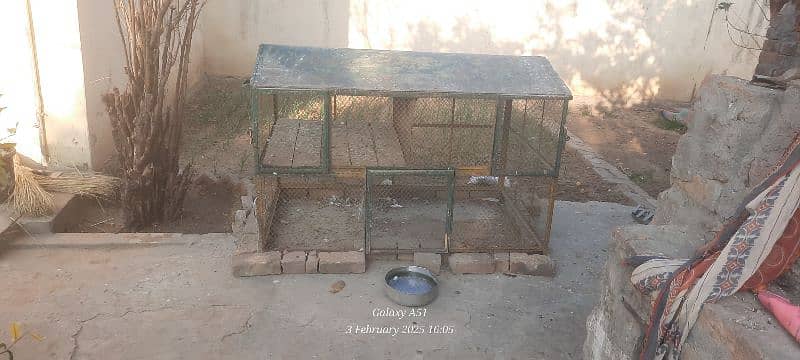 pigeons + birds + hens cage for sale and some pigeons for sale 1