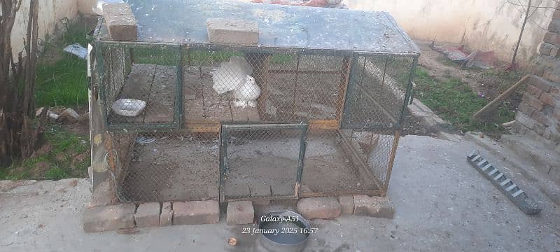 pigeons + birds + hens cage for sale and some pigeons for sale 3