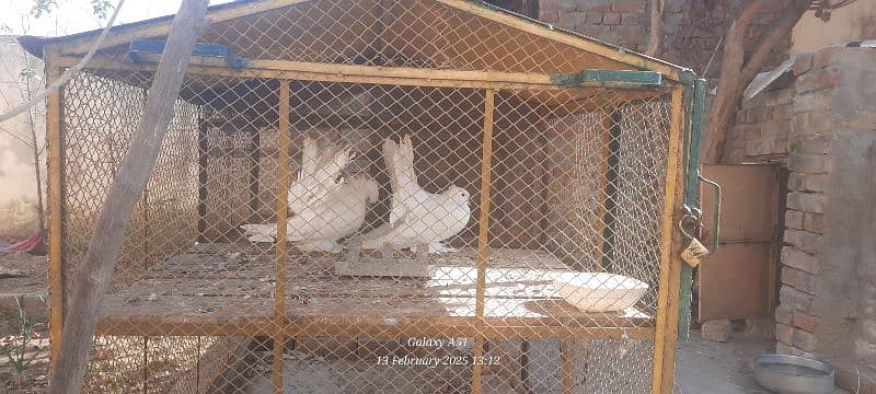 pigeons + birds + hens cage for sale and some pigeons for sale 4