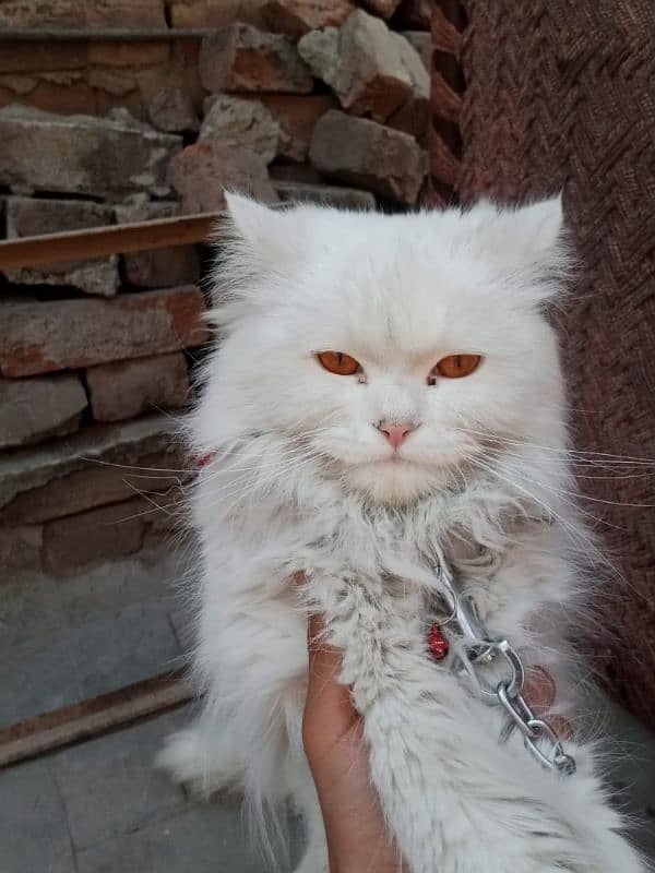 persian female cat double coat matt hui ha cros 10