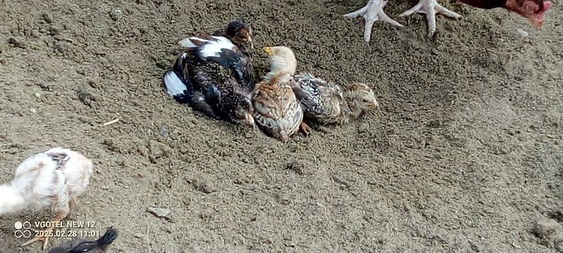 aseel hen and chicks 1