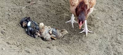 aseel hen and chicks