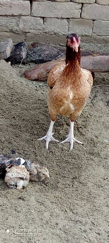 aseel hen and chicks 3