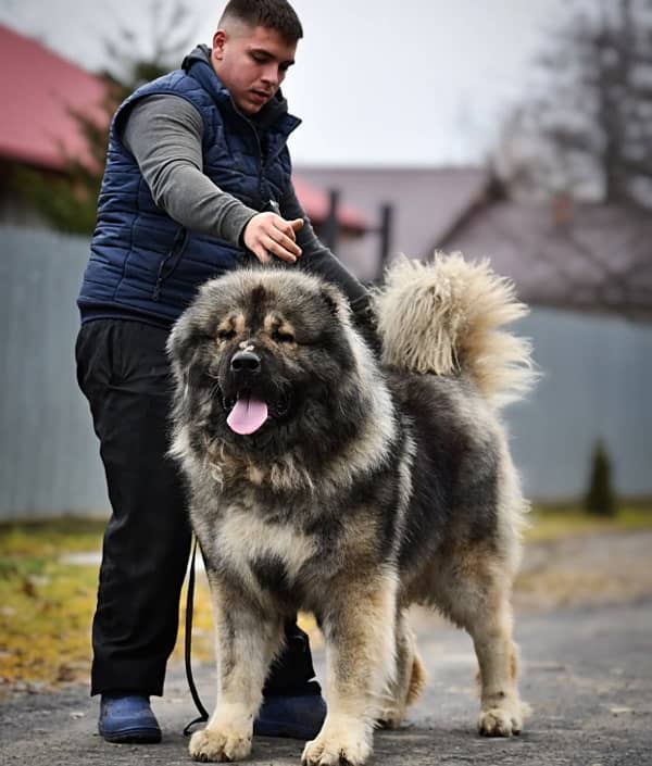 Caucasian Shepherd Puppy ready to Import 0