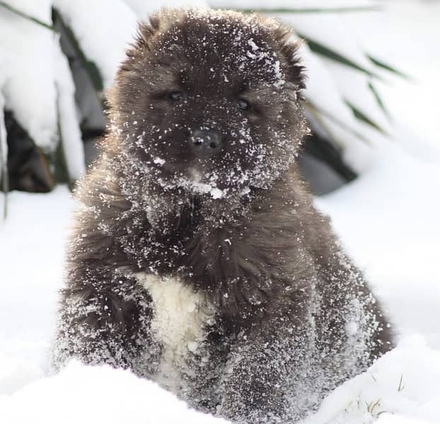 Caucasian Shepherd Puppy ready to Import 2