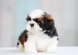 Shihtzu Puppy ready for new home