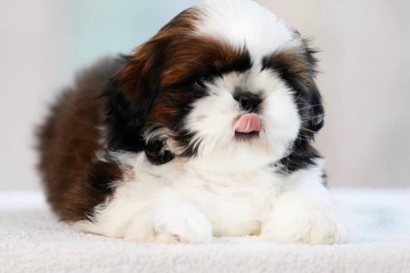 Shihtzu Puppy ready for new home 1