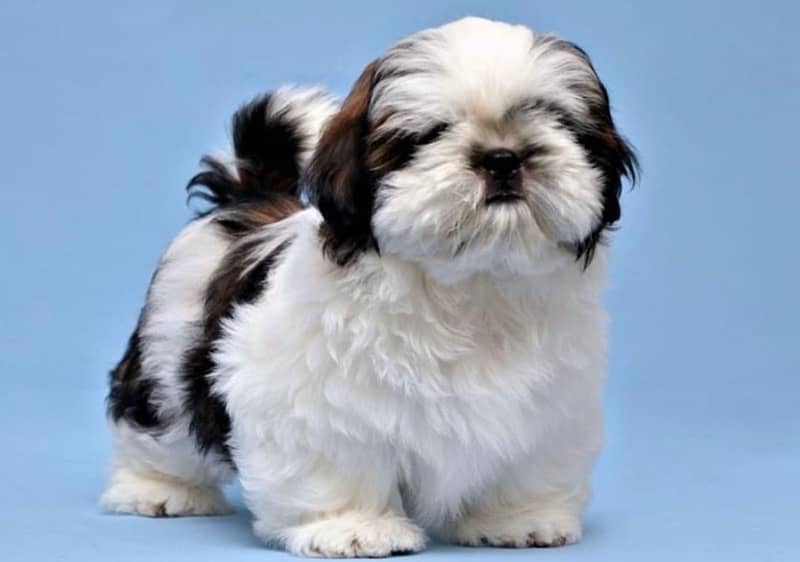 Shihtzu Puppy ready for new home 2