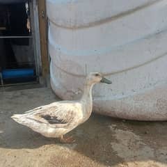 female duck egg laying