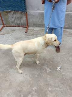 labrador Female