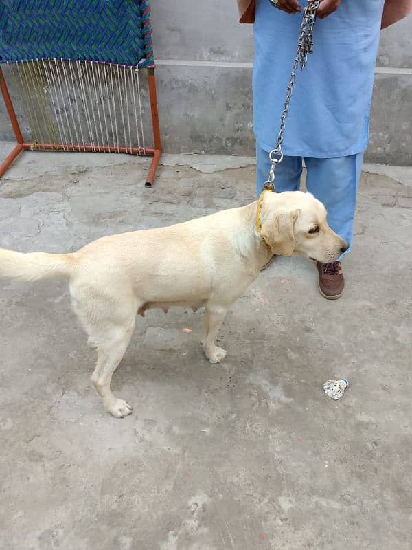 labrador Female 0