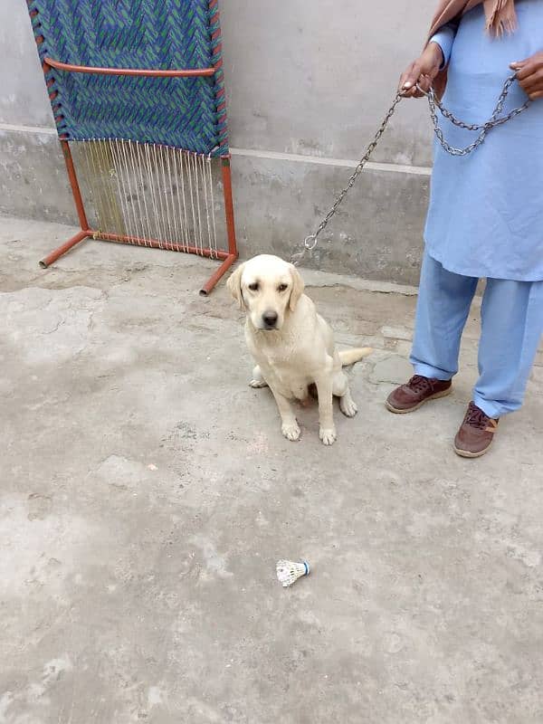 labrador Female 1