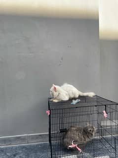 cat for sale 03043195600