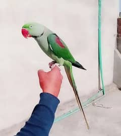 Kashmiri Raw Parrot Hand team