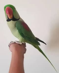 Kashmiri Raw Parrot Full Hand Time