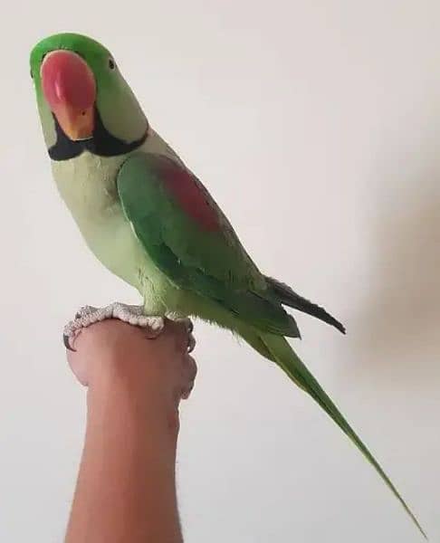 Kashmiri Raw Parrot Full Hand Time 0