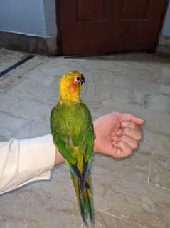 Sunconure