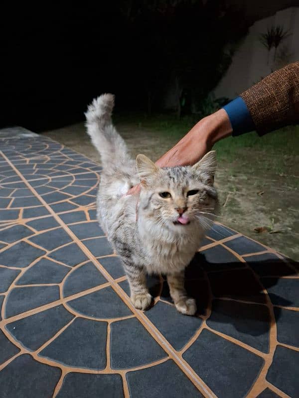 persian cat 0