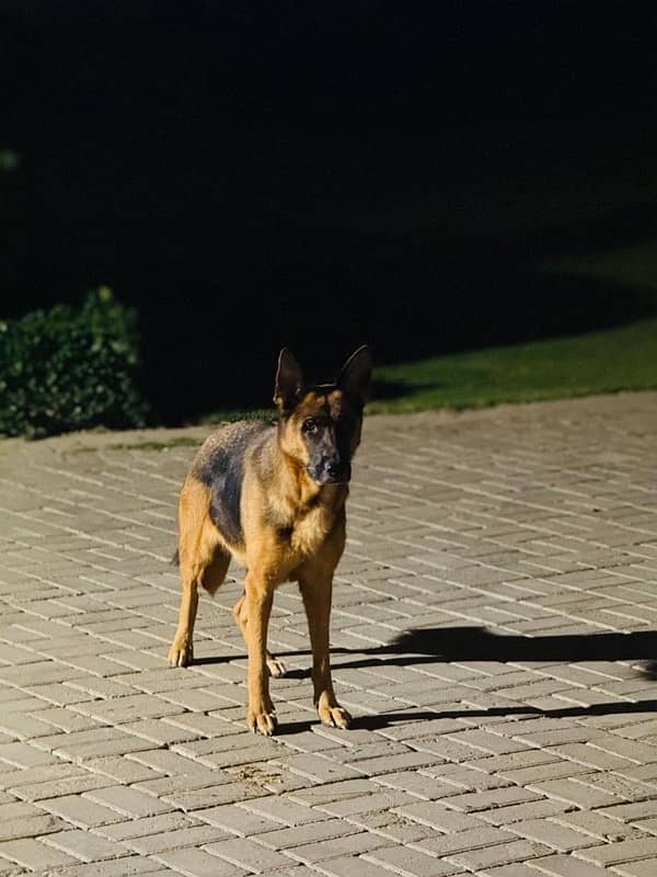 GSDCP Pink Pedigree Breeder female 1