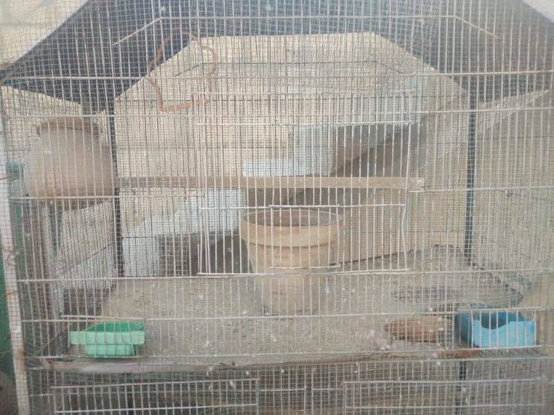 Bird Cage 2