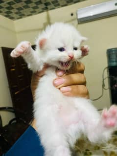 Persian triple coat kittens punch face