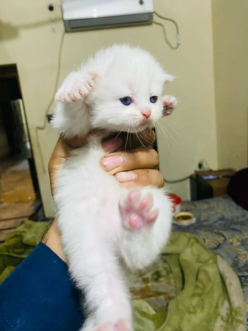 Persian triple coat kittens punch face 1