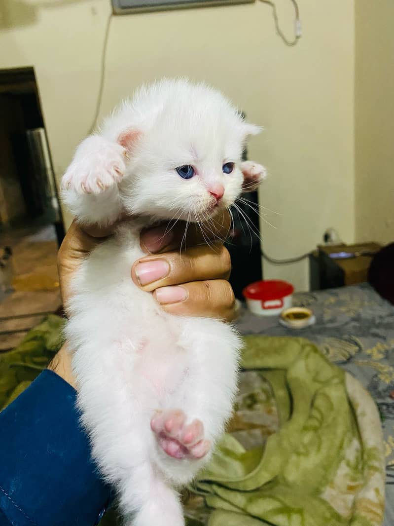 Persian triple coat kittens punch face 2