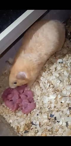 hamster