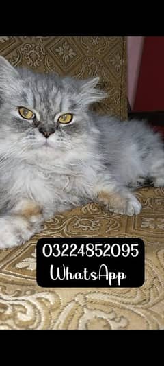 Persian cat for sale female cat