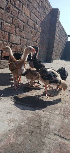 burmi thai veitnam 4 chicks for sale 3 black colour and 1 brown colour