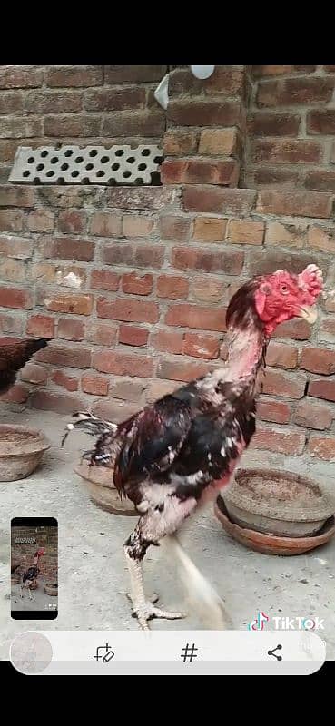 burmi thai veitnam 4 chicks for sale 3 black colour and 1 brown colour 9