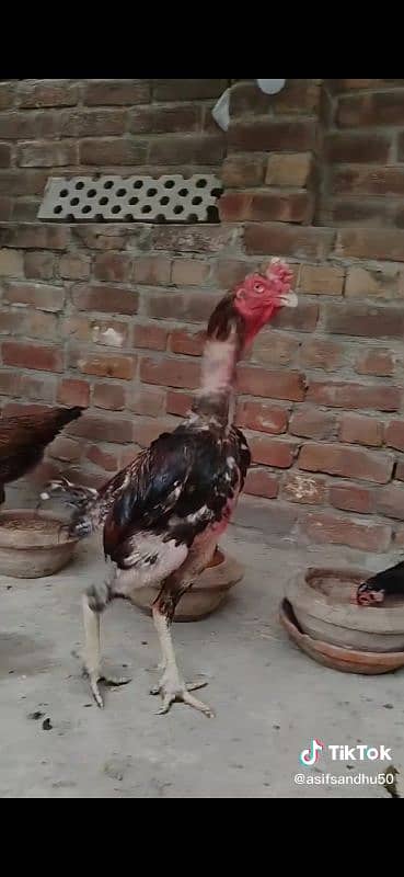 burmi thai veitnam 4 chicks for sale 3 black colour and 1 brown colour 11