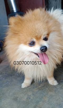 Pomeranian