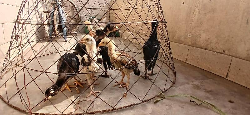 burmi thai veitnam 4 chicks for sale 3 black colour and 1 brown colour 16