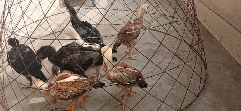 burmi thai veitnam 4 chicks for sale 3 black colour and 1 brown colour 17