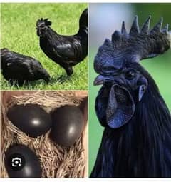 ayam cemani 4 month chicks