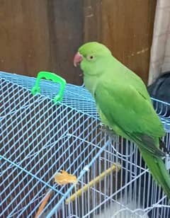 talking green parrot. hand tamed