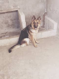 German shepherd 03016446890