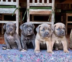 cane corso puppies available FCi